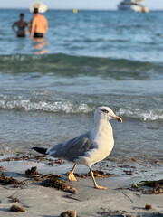 Gaviota Patiamarilla