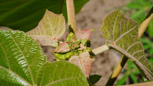 Close-up on the striking reddish-pink and light green color of the newly unfurling leaves and central terminal shoot of the Balsa Tree, Ochroma pyramidale