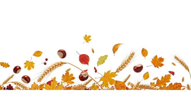 Autumnal arrangement isolated on transparent background featuring an array of colorful leaves, ripe chestnuts, and golden wheat stalks, creating a warm and inviting seasonal composition