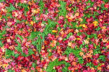red and green leaves in autumn, foliage