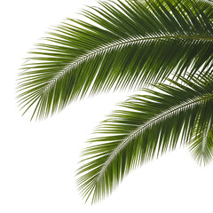 Obraz premium Green palm leaves isolated on transparent background