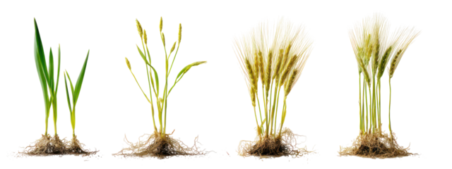 Four stages of rice plant growth isolated on transparent background