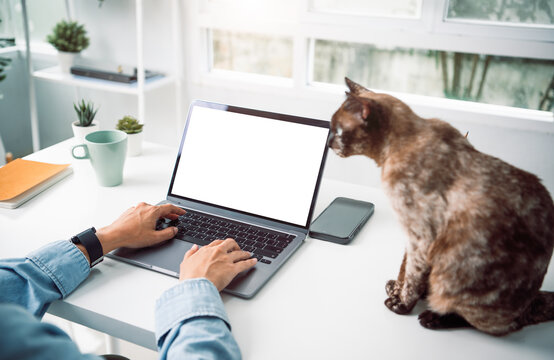 Freelancer working on laptop with cat at home office. Woman using and typing on laptop computer with mockup blank white screen on desktop table.