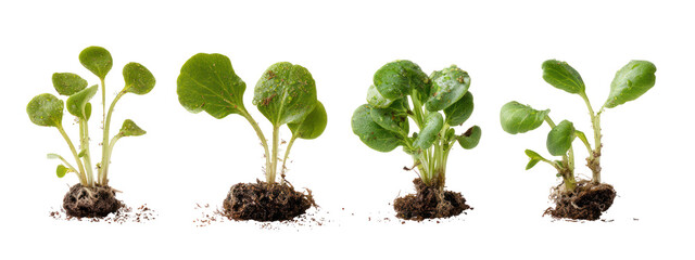 Four small green plants with roots isolated on transparent background
