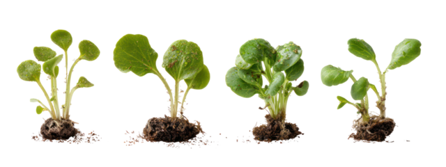 Four small green plants with roots isolated on transparent background