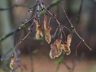 minimalist autumn shot of raindrops on winged seeds hanging from a bare twig