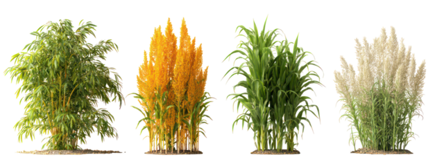 Four different types of grain plants isolated on transparent background