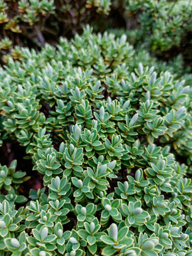 Topiarist's hebe (Veronica topiaria), English formal garden plant for topiary shrubs