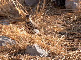 An acacia thrush (Turdus Itsitsirupa) photographed in Etosha National Park.