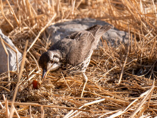 An acacia thrush (Turdus Itsitsirupa) photographed in Etosha National Park.