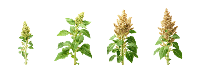 Four Sets of Quinoa Plants, Teff Plants, Spelt Plants, and Buckwheat Plants on Transparent Background