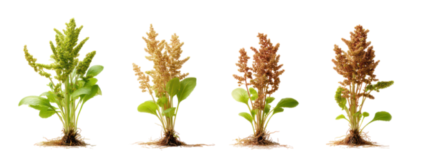 Four Sets of Quinoa Plants, Teff Plants, Spelt Plants, and Buckwheat Plants on Transparent Background