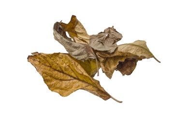 Pile of dry brown autumn leaves isolated on transparent