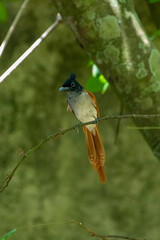 This male Indian paradise flycatcher, a medium-sized passerine bird, is perched on a branch.