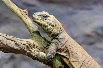 iguana lying on wood in the background stone