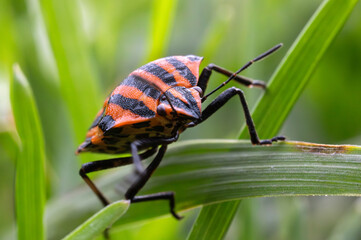Graphosoma lineatum (Graphosoma lineatum), Graphosoma italicum (Graphosoma italicum). Insects of natural meadows and forests.