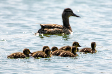 Mother duck swimming with her ducklings on calm lake water in warm sunlight, family wildlife scene