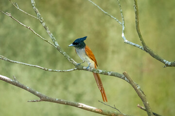This male Indian paradise flycatcher, a medium-sized passerine bird, is perched on a branch.