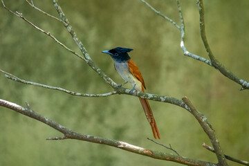 Obraz premium This male Indian paradise flycatcher, a medium-sized passerine bird, is perched on a branch.