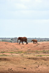 Naklejka premium Elephant mother and calf walking together, Tsavo East National Park, Kenya