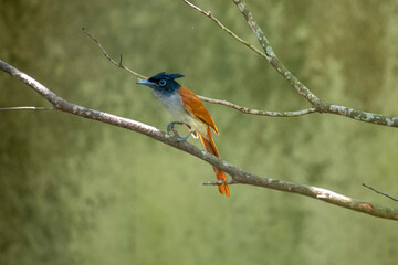 This male Indian paradise flycatcher, a medium-sized passerine bird, is perched on a branch.
