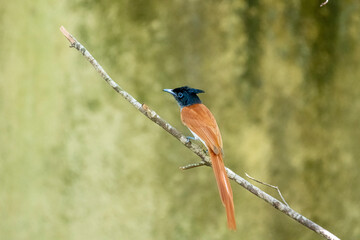 This male Indian paradise flycatcher, a medium-sized passerine bird, is perched on a branch.
