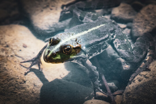 Close-up of green frog in water with reflection, natural wildlife macro shot of amphibian