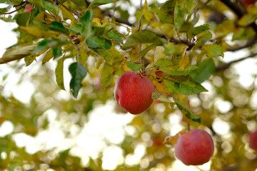 Ripe red apples hang from green and yellow leaves on an apple tree in a peaceful garden The autumn atmosphere enhances the warm colors of the foliage