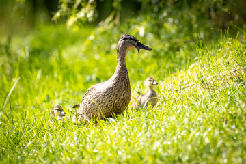 Mother duck with ducklings resting on green grass in sunlight, peaceful nature wildlife scene