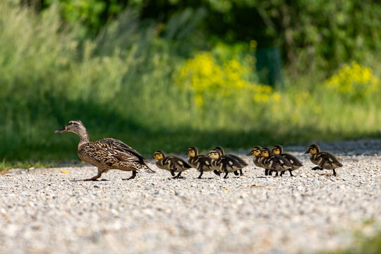 duck on road wallpaper