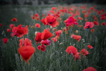 Close up of red poppies in green field showing natural floral texture and beauty