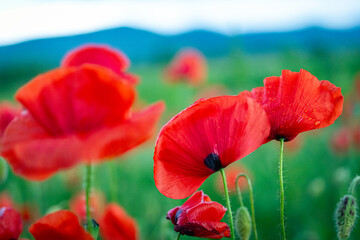 Close-up of two bright red poppies with morning dew drops and soft green meadow background