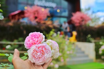 Rose flowers in the garden.