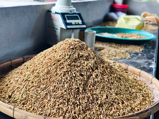 Many piles of rice, Farmers' unpolished rice is dried to reduce humidity. paddy background.