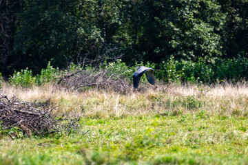 Grey heron flying over grassy field near forest, representing freedom, motion, and the beauty of wildlife in nature.