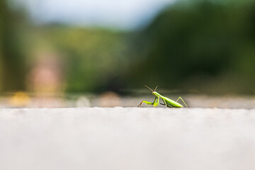 Close-up of green praying mantis walking on stone surface, symbolizing focus, patience and precision of nature&rsquo;s design.