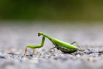 Praying mantis exploring outdoor surface, macro image showcasing insect motion, curiosity and balance in wild nature.