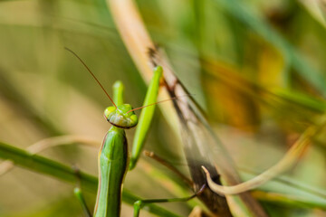 Praying mantis peeking through green and dry grass in sunlight, macro insect photography representing calmness and balance.
