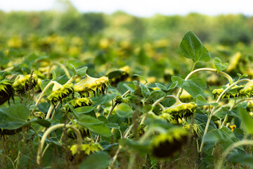 One bright sunflower standing tall in a field of faded blooms under soft daylight, symbolizing strength and individuality.