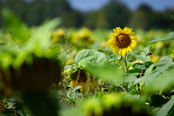 Golden sunflower rising above the field of drooping plants under blue sky, symbol of optimism and endurance.