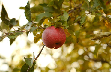 Red apples hang from the branches in a vibrant orchard surrounded by green and yellow foliage. The bright sun creates a warm atmosphere perfect for harvesting.