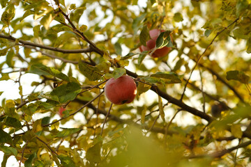 Red apples hang from the branches in a vibrant orchard surrounded by green and yellow foliage. The bright sun creates a warm atmosphere perfect for harvesting.
