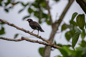 A Common Hill Myna, a glossy black bird with a vibrant yellow bill and legs, and distinct yellow wattles on its face, perched on a branch.
