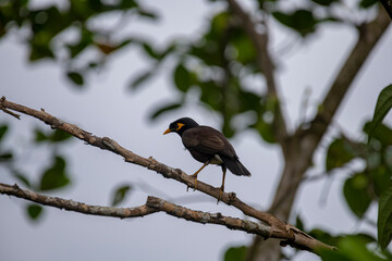 A Common Hill Myna, a glossy black bird with a vibrant yellow bill and legs, and distinct yellow wattles on its face, perched on a branch.