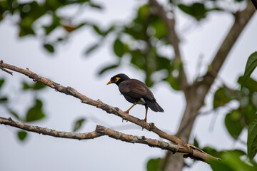 A Common Hill Myna, a glossy black bird with a vibrant yellow bill and legs, and distinct yellow wattles on its face, perched on a branch.