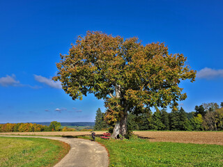 Herbstlich gefärbte Linde im Schwarzwald bei Dornhan und Loßburg