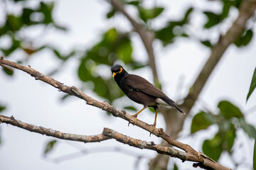 A Common Hill Myna, a glossy black bird with a vibrant yellow bill and legs, and distinct yellow wattles on its face, perched on a branch.