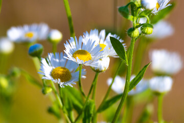 Close-up of white wild daisy flowers with yellow centers in a sunny meadow, soft bokeh background, fresh spring nature concept.