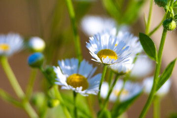 Macro close-up of white daisies with yellow centers in a sunny meadow, soft green bokeh background and fresh spring vibes.