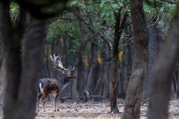 The wild european fallow deer male, Dama dama, roaring during autumn rut at the edge of forest meadow. Photographed in natural light and wild natural forest.
